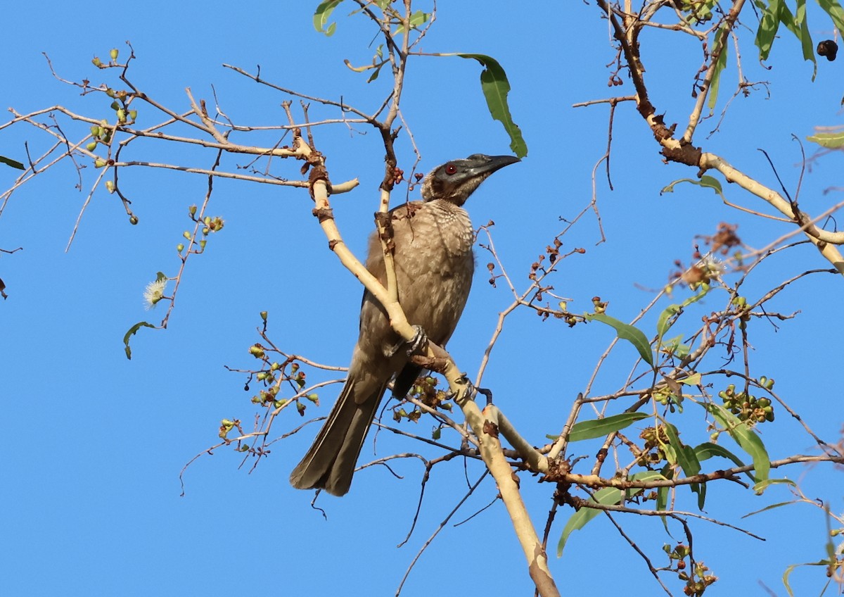 Helmeted Friarbird (Hornbill) - ML646808788