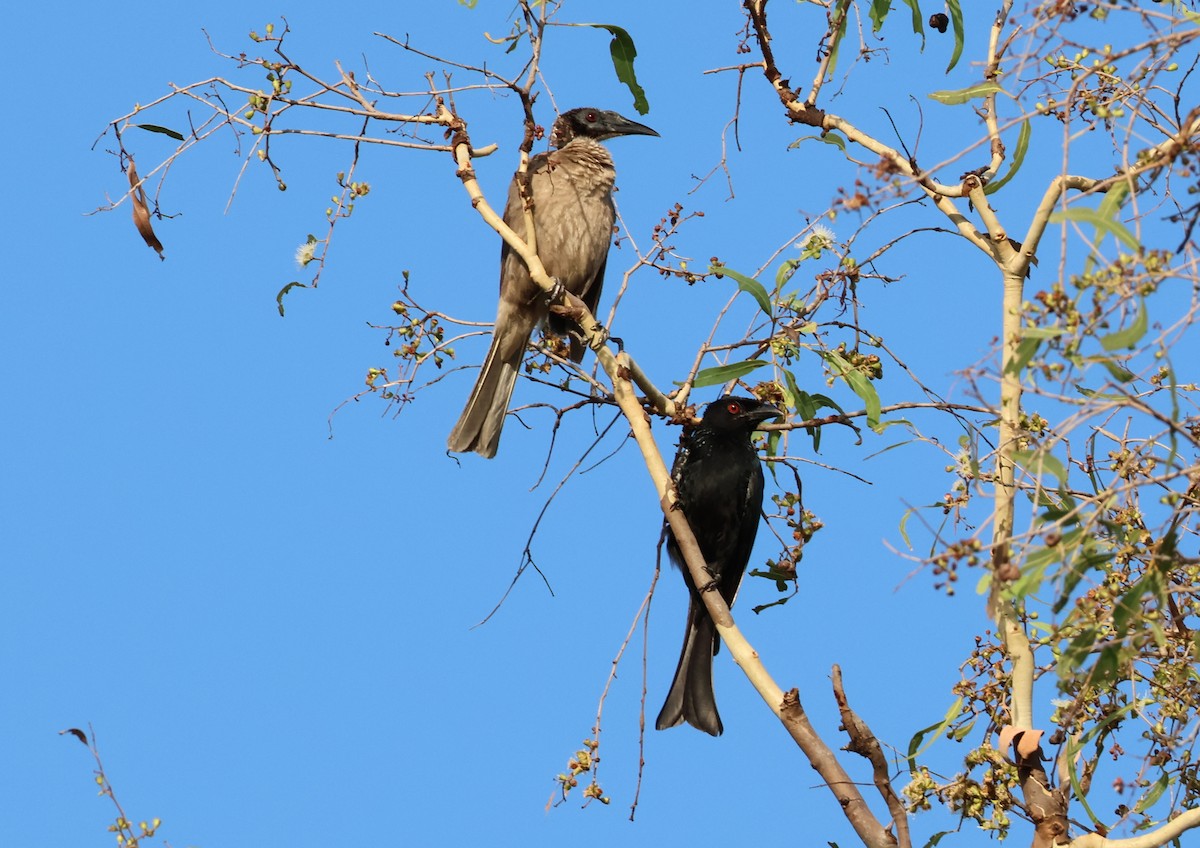 Helmeted Friarbird (Hornbill) - ML646808789