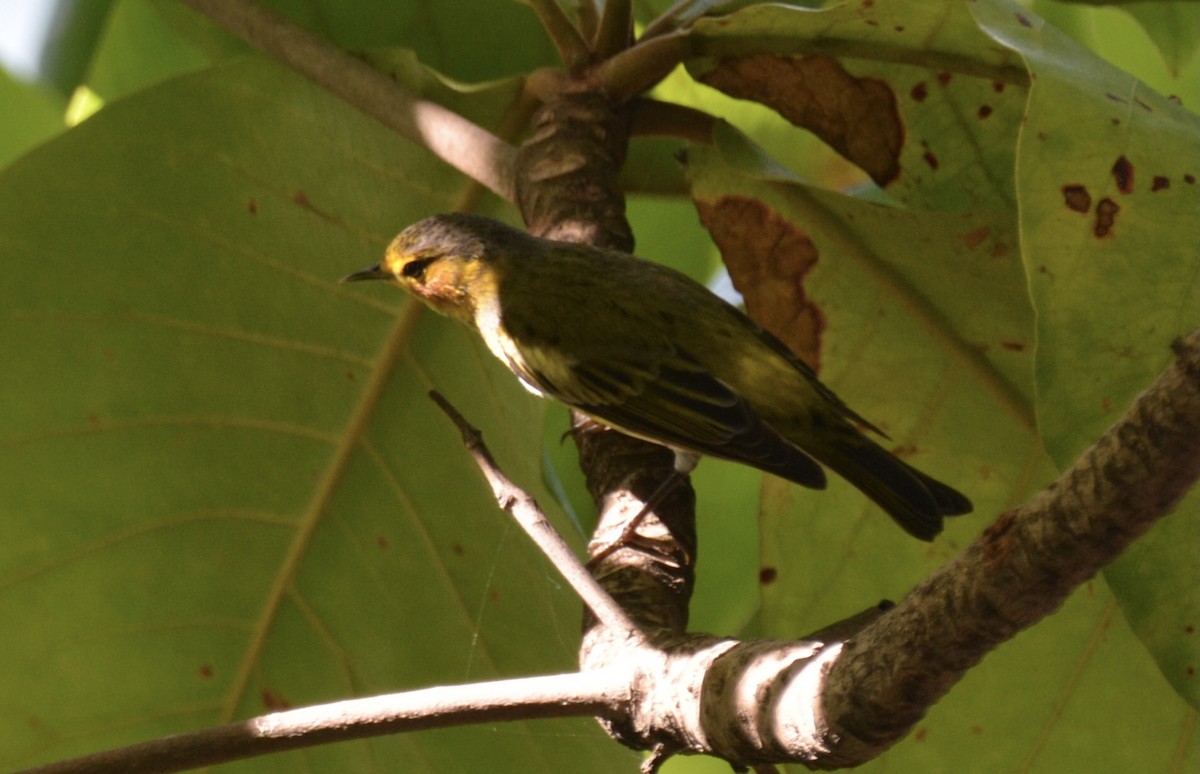 Cape May Warbler - ML646808790