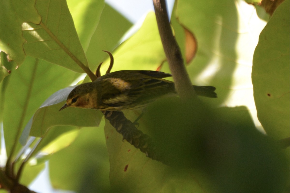 Cape May Warbler - ML646808791