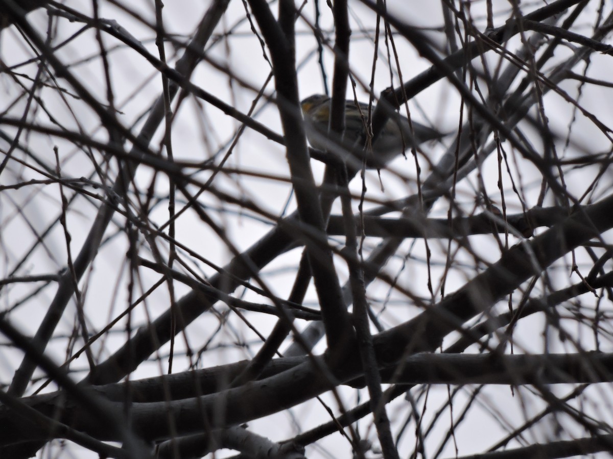 Yellow-rumped Warbler (Audubon's) - ML646808792