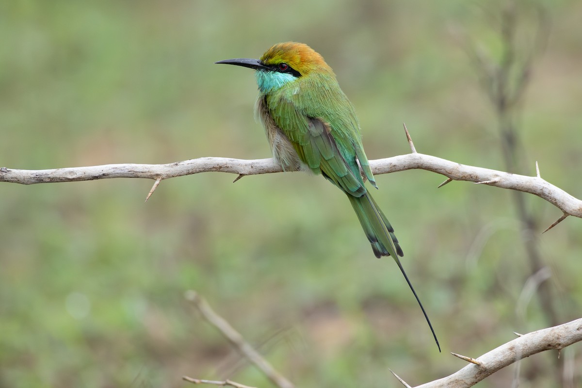 Asian Green Bee-eater - ML646808793