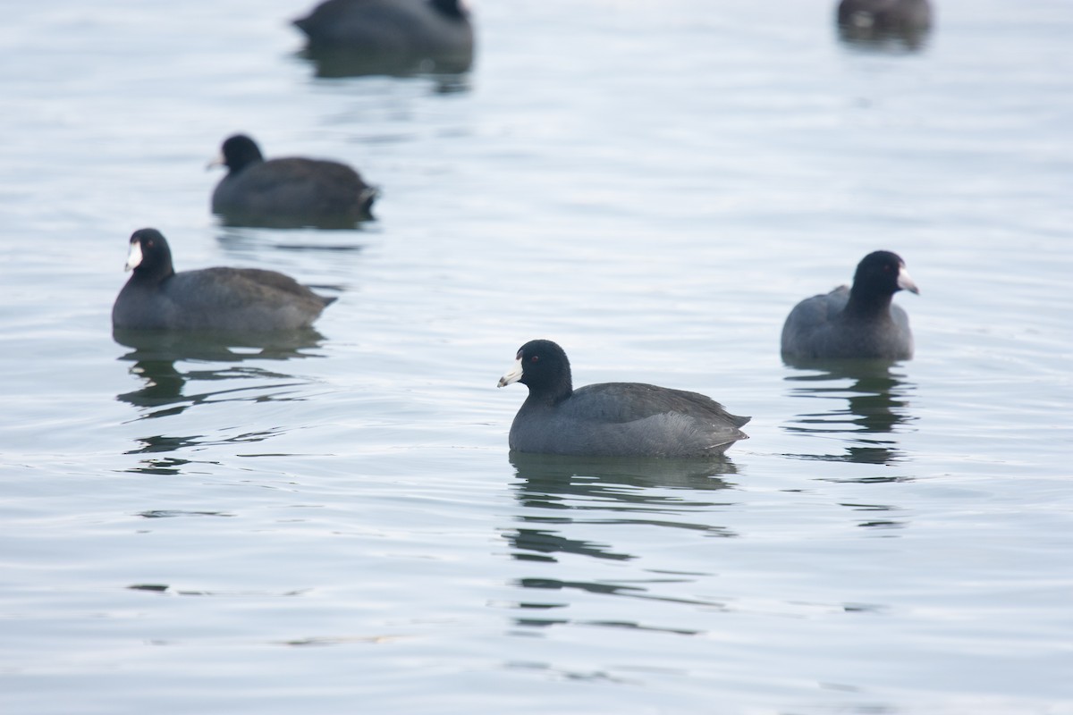 American Coot - ML646808794