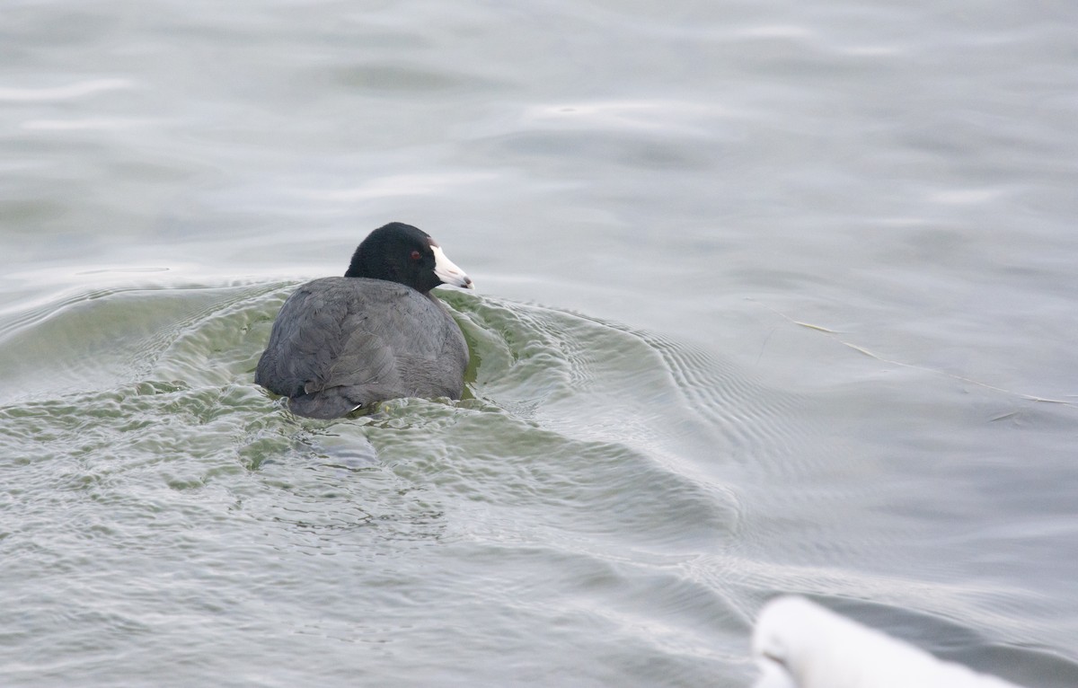 American Coot - ML646808795