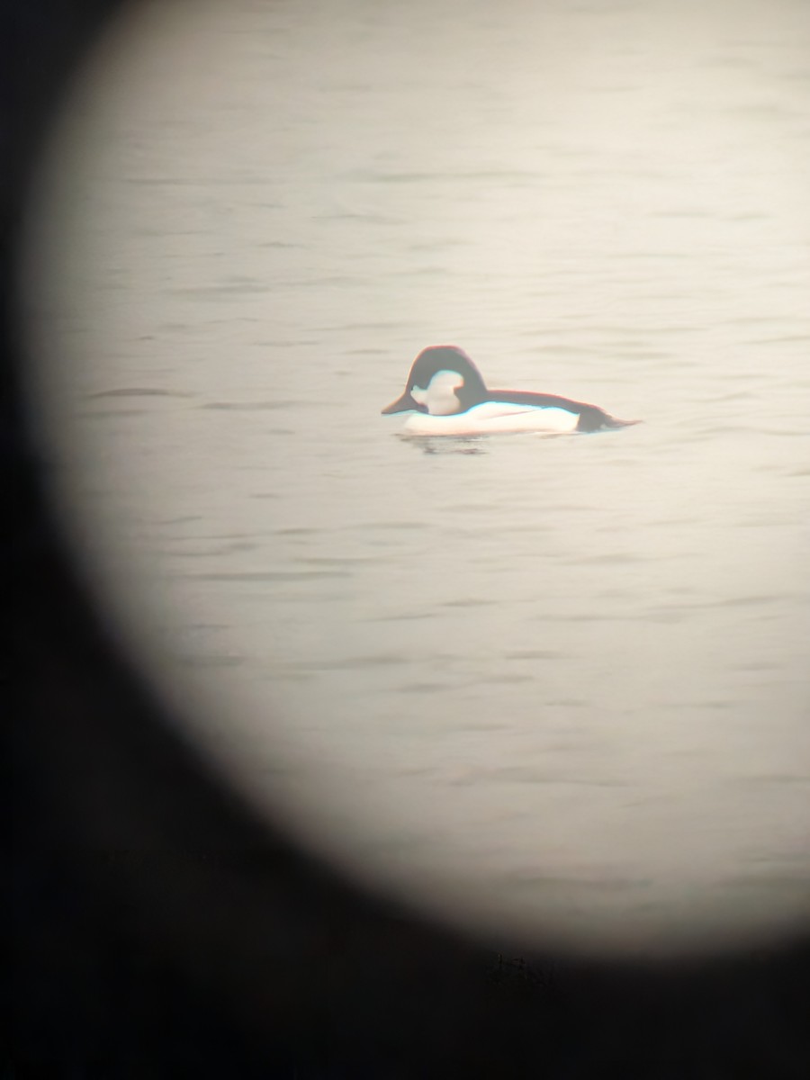 Bufflehead x Common Goldeneye (hybrid) - ML646808798