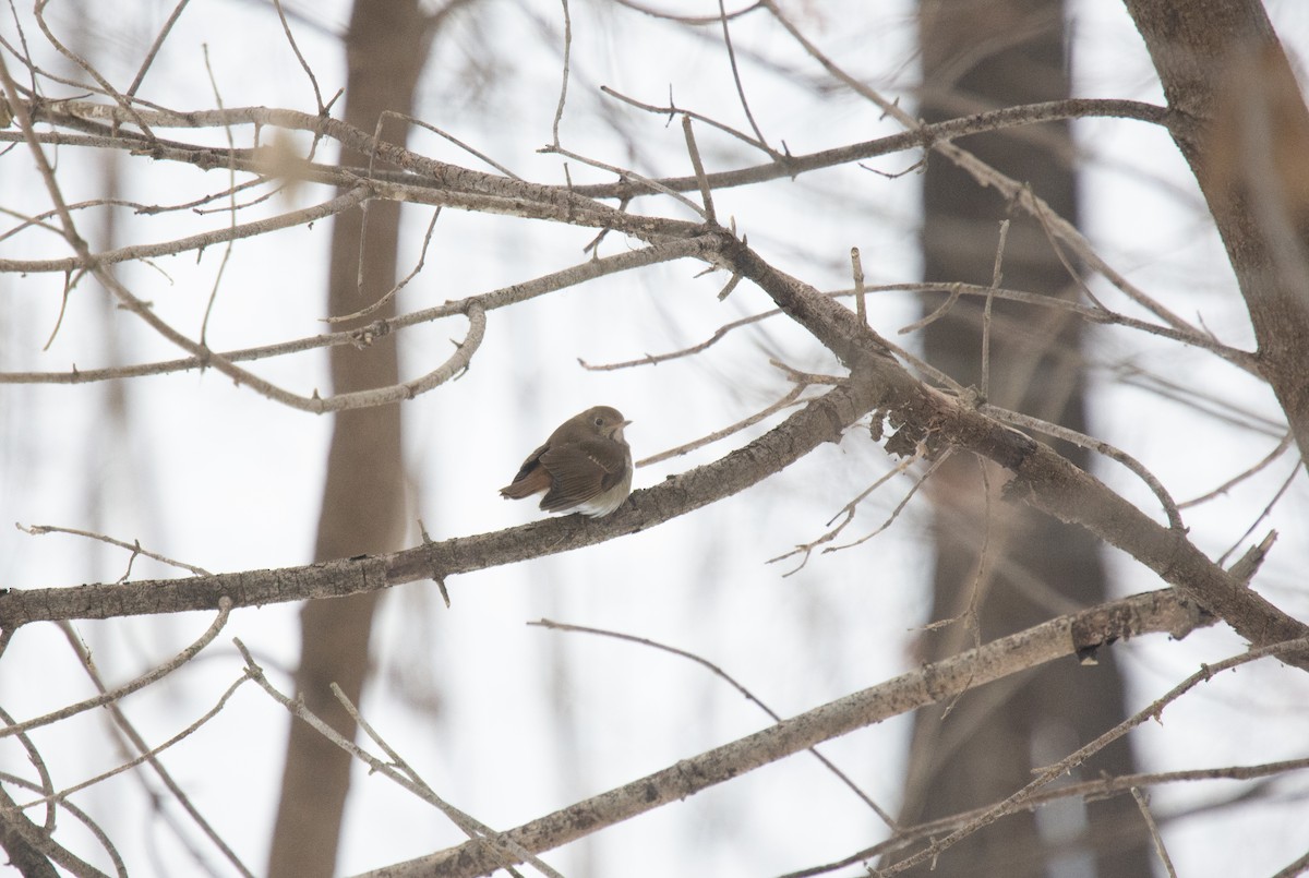 קיכלי חלוד-זנב - ML646808799