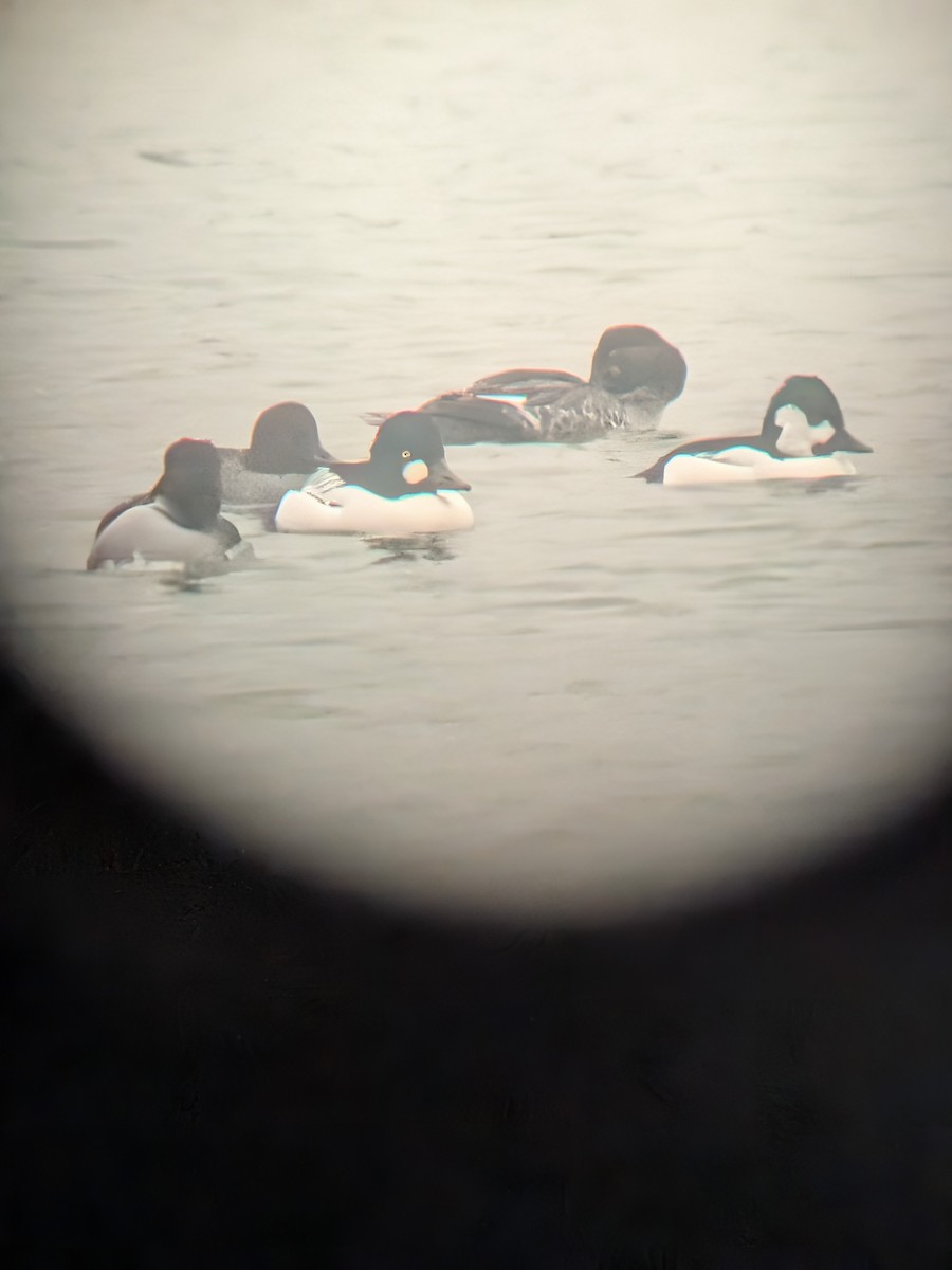 Bufflehead x Common Goldeneye (hybrid) - ML646808800