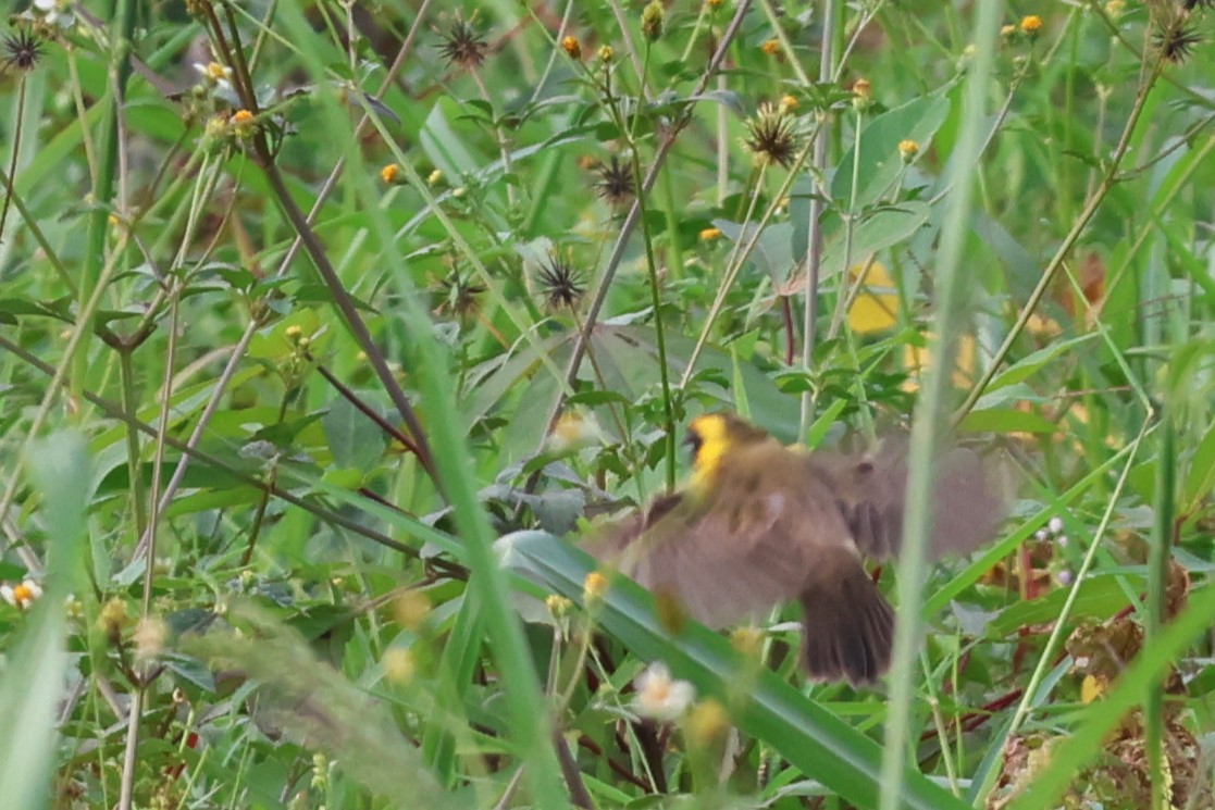 Compact Weaver - ML646808802