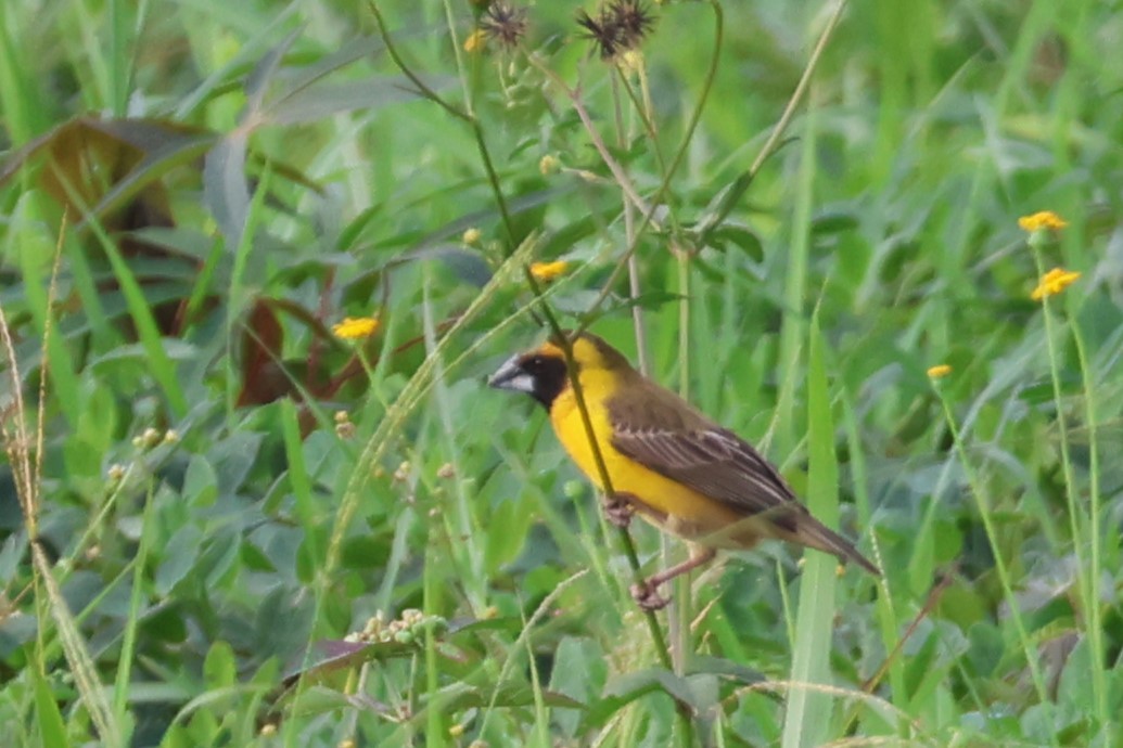 Compact Weaver - ML646808803