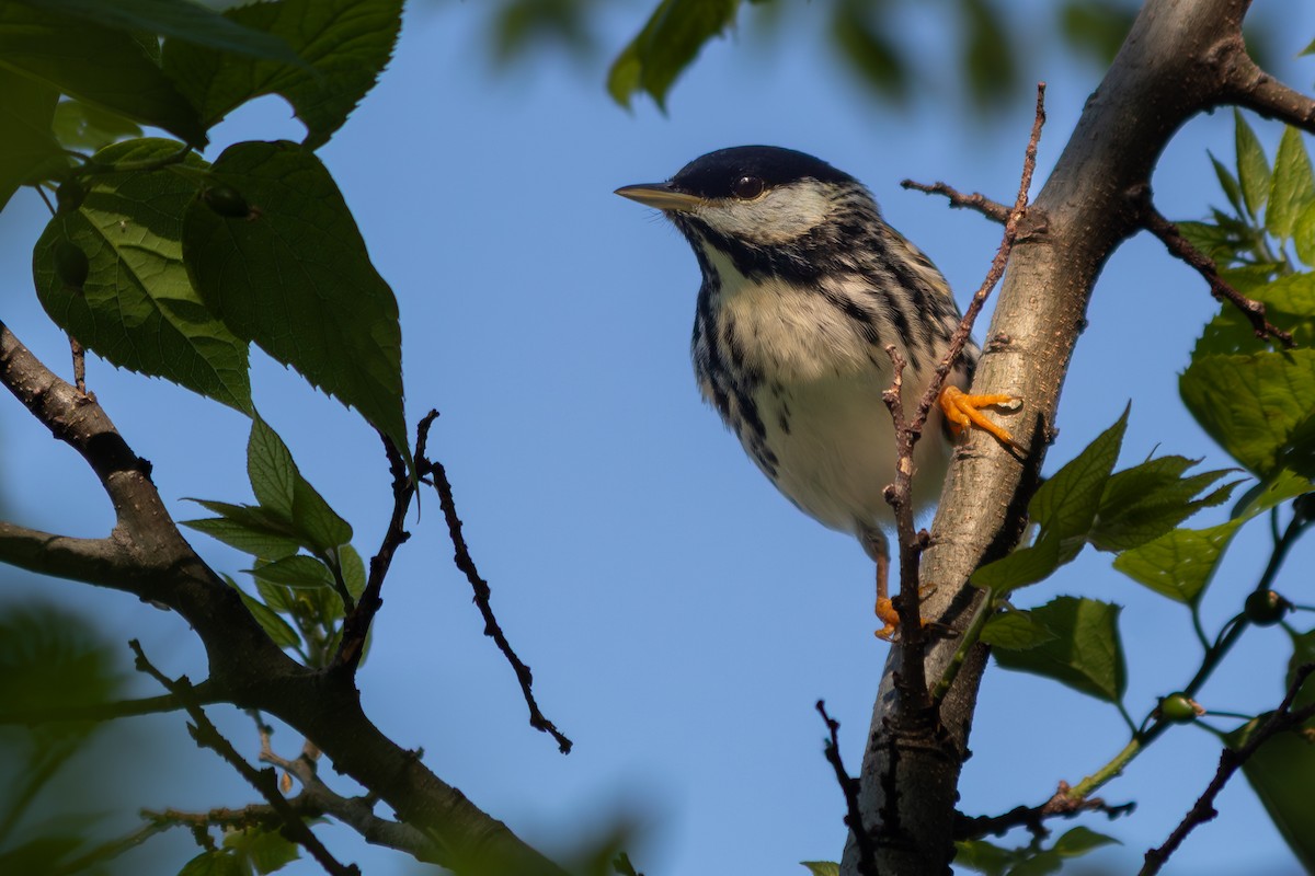 Blackpoll Warbler - ML646808804