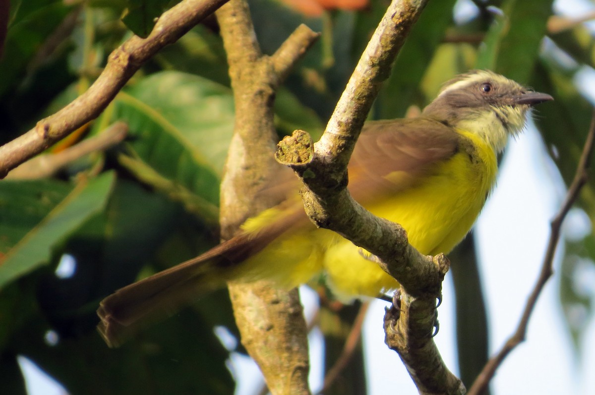 Bienteveo Sociable - ML646808807