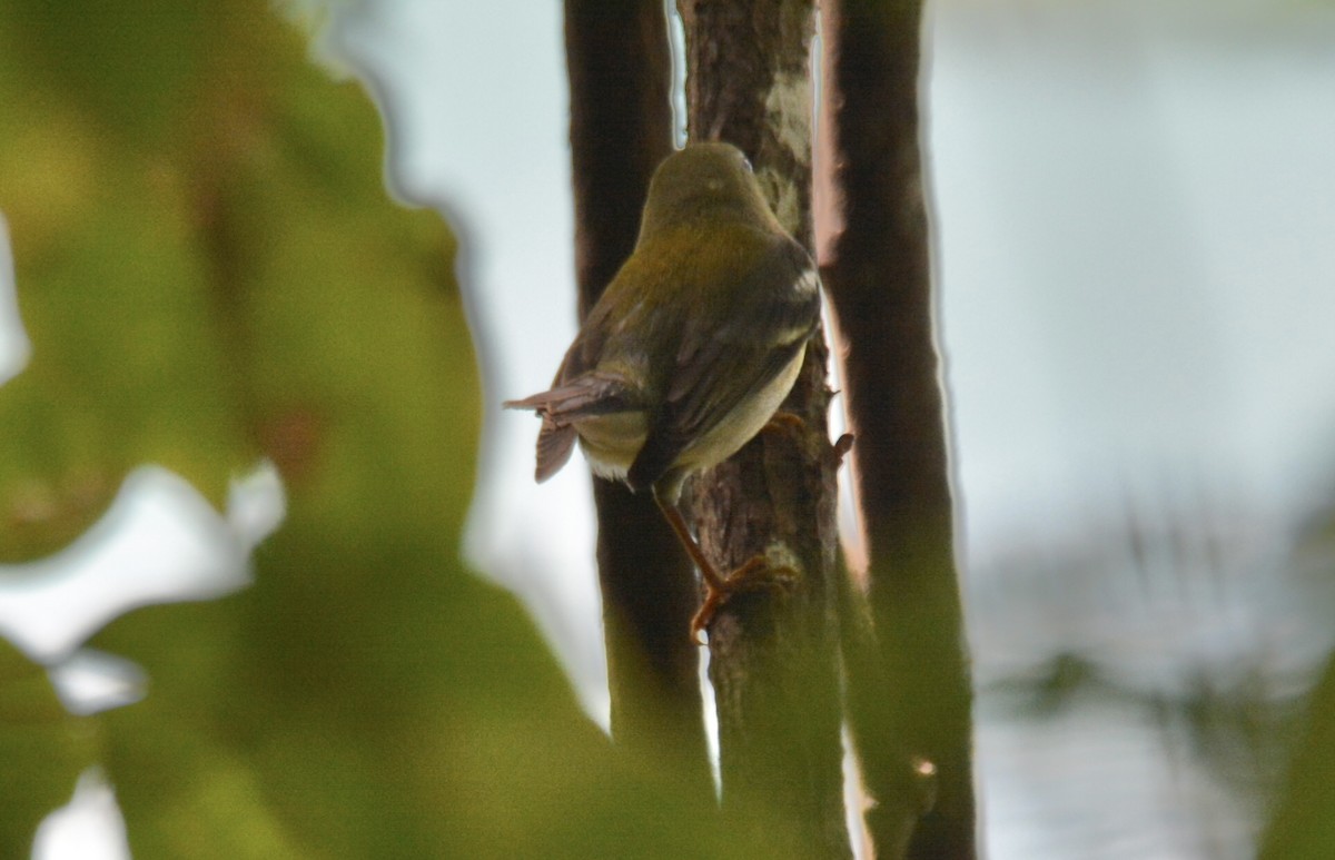 Northern Parula - ML646808808