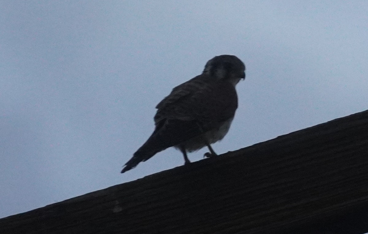 בז אמריקני - ML646808810