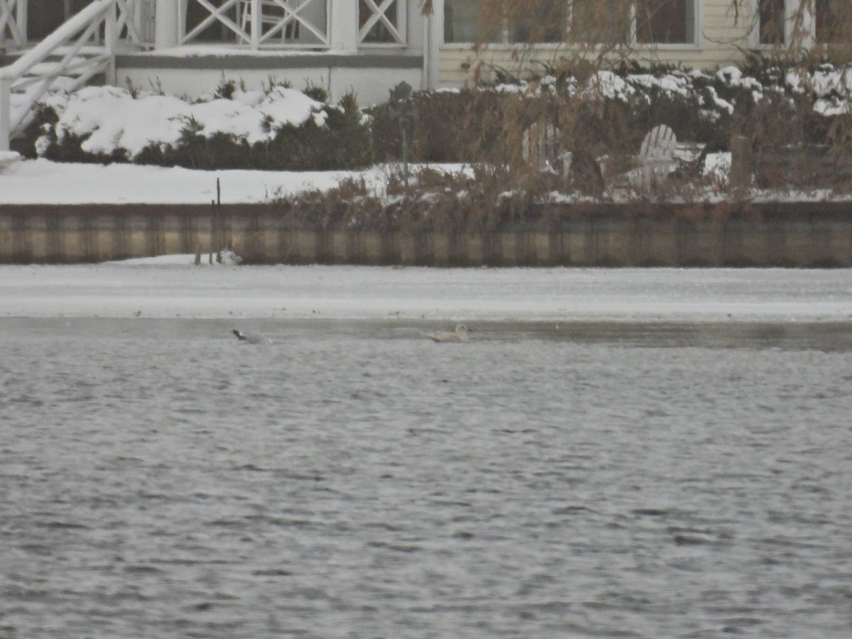 grønlandsmåke - ML646808813