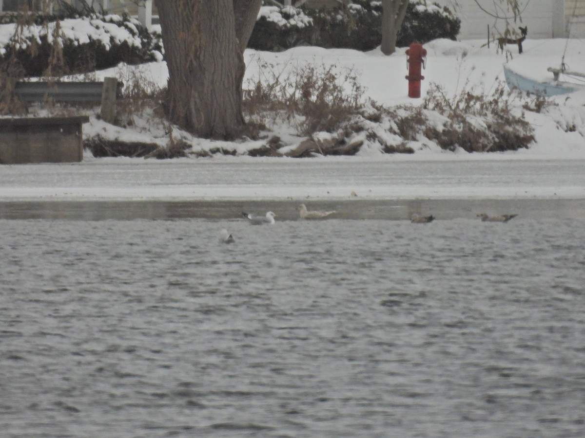 grønlandsmåke - ML646808814