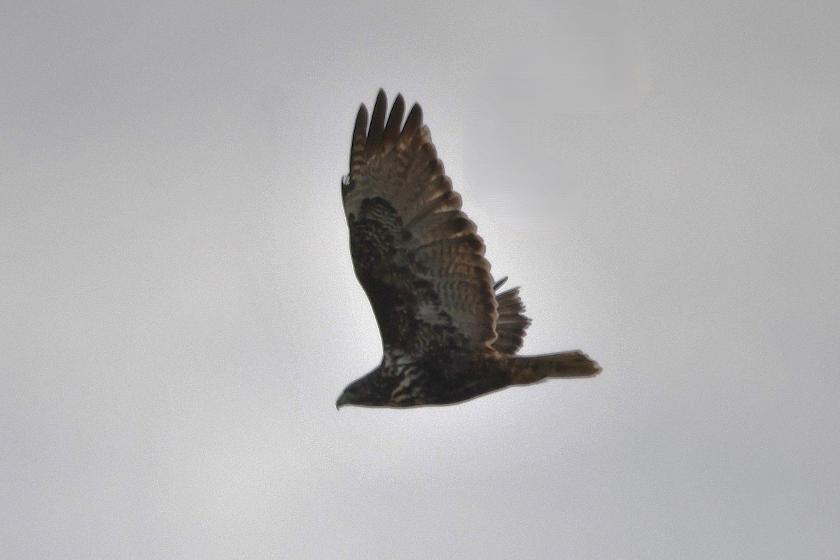 Канюк неоарктичний (підвид harlani) - ML646808816