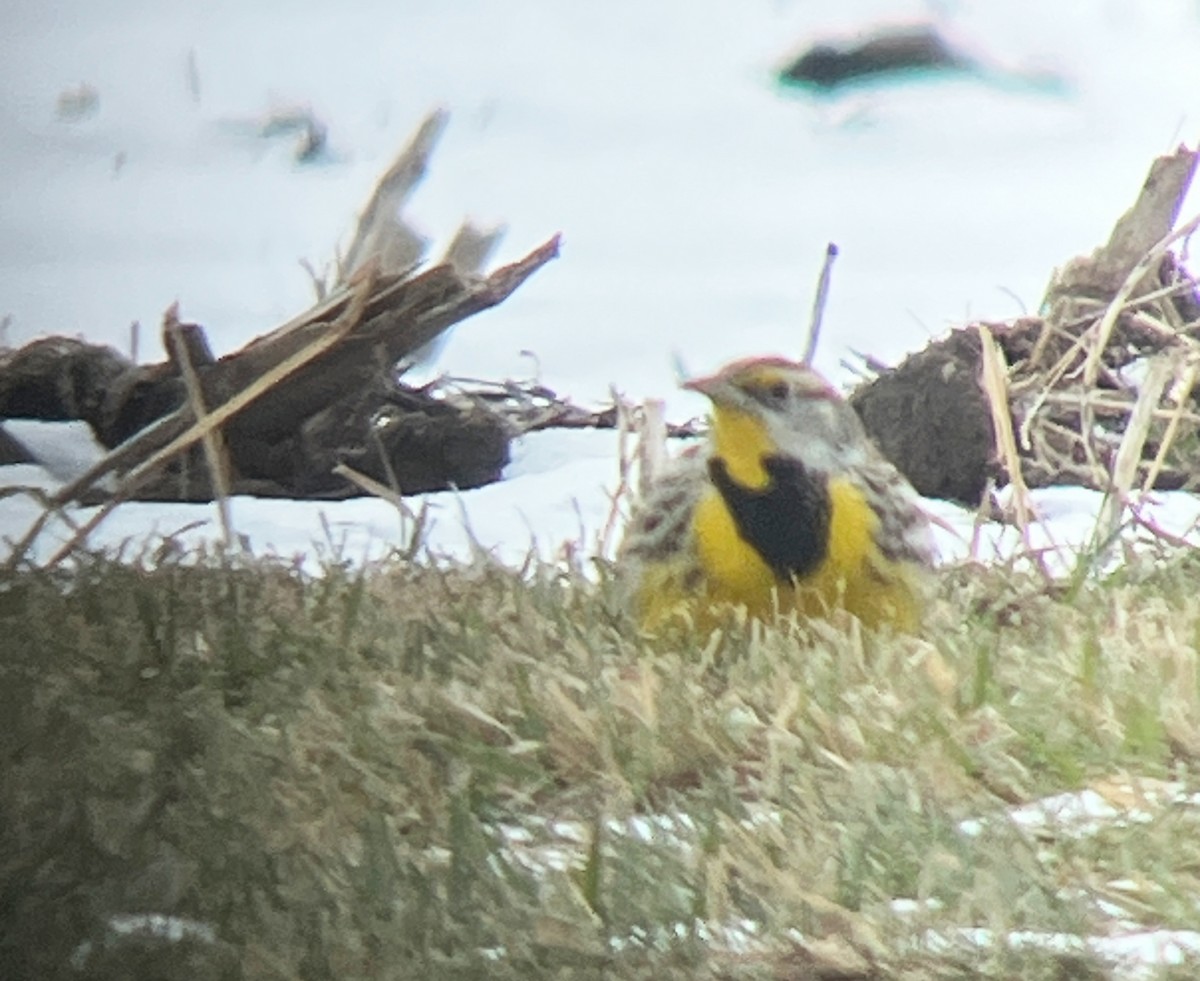 Eastern Meadowlark - ML646808817