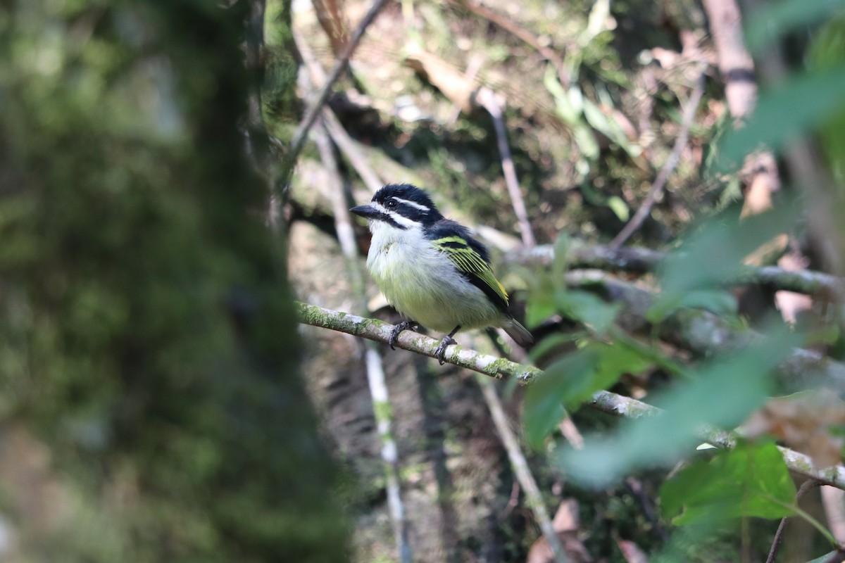 Barbudito Culigualdo - ML646808818