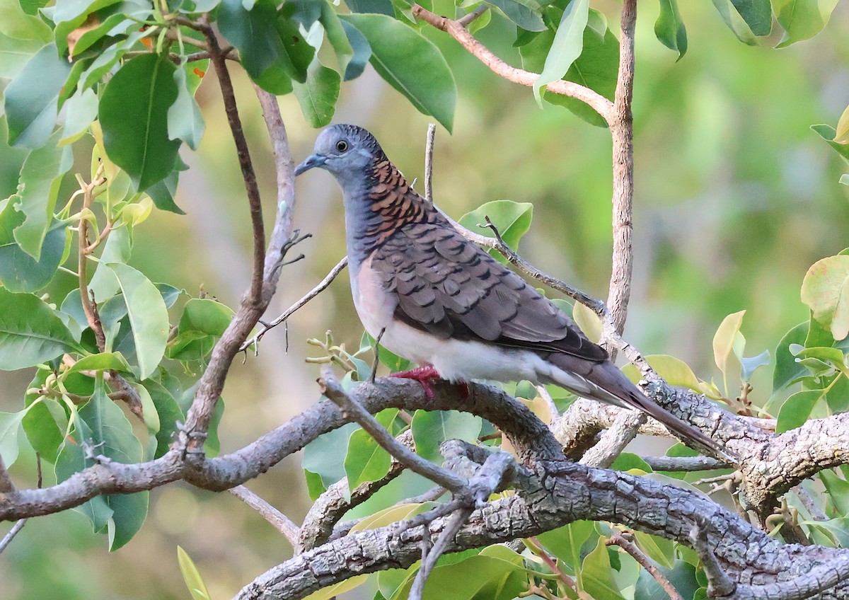 Bar-shouldered Dove - ML646808820