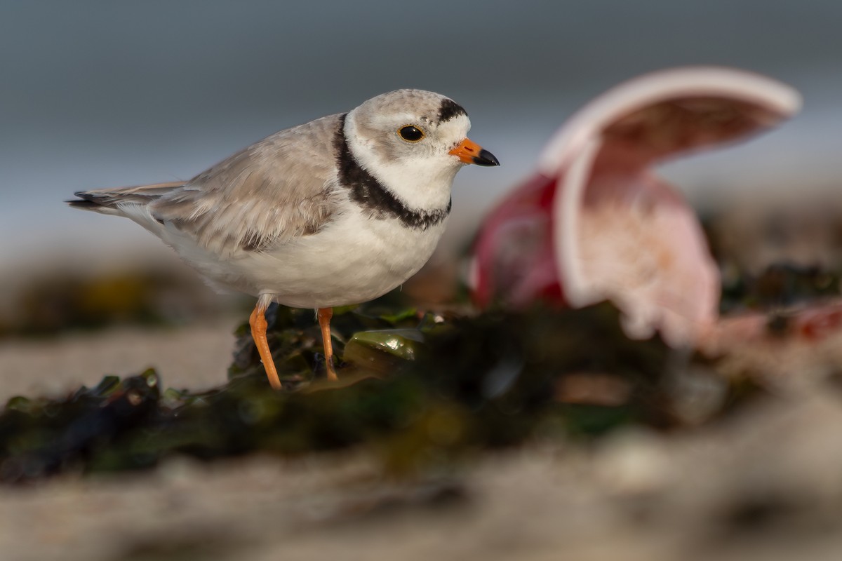 Flötenregenpfeifer - ML646808821