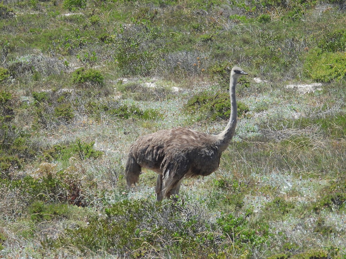 Африканский страус - ML646808823