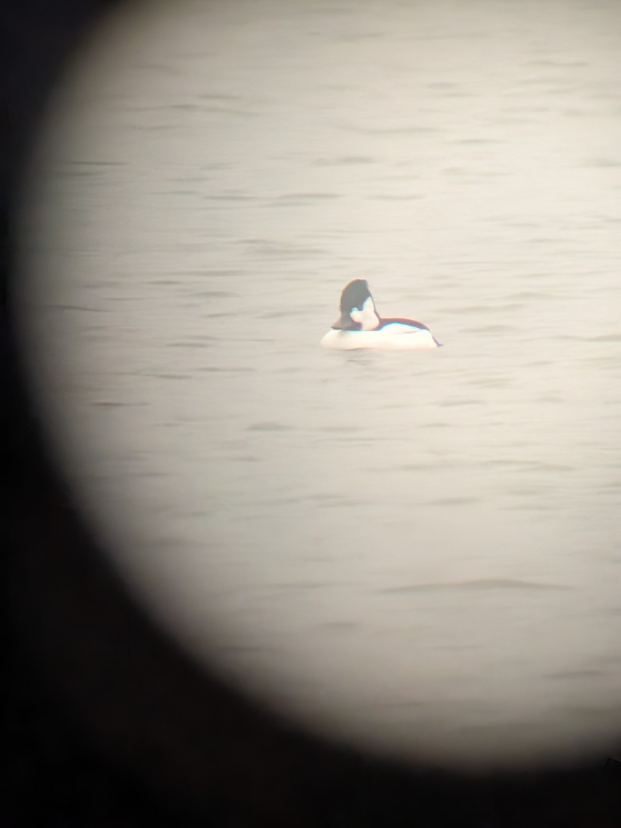 Bufflehead x Common Goldeneye (hybrid) - ML646808824