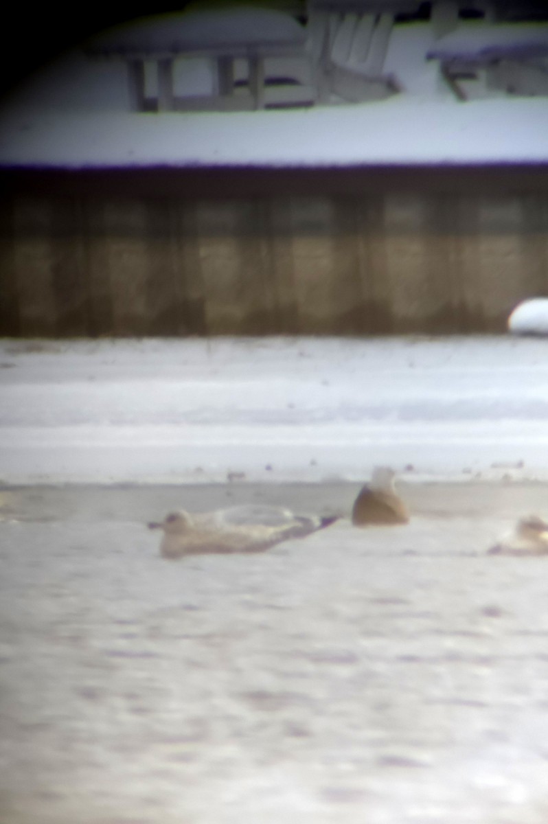 grønlandsmåke - ML646808825