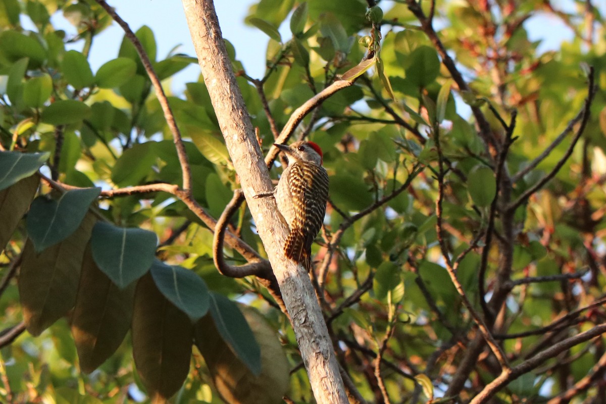 Cardinal Woodpecker - ML646808826