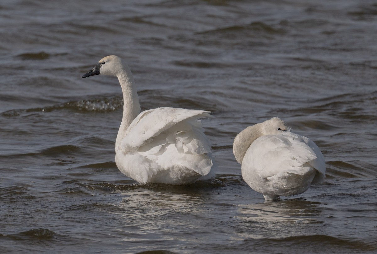 Tundra Swan - ML646808829