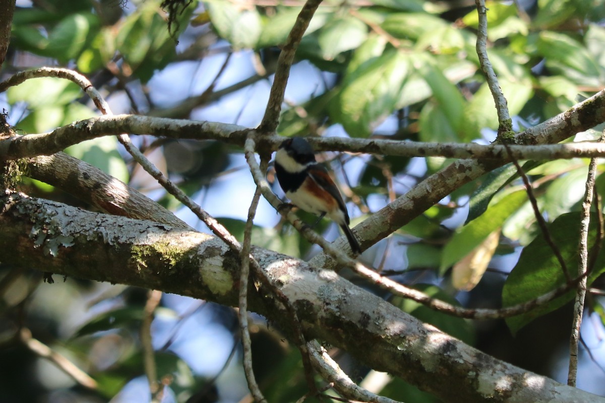 Cape Batis - ML646808835