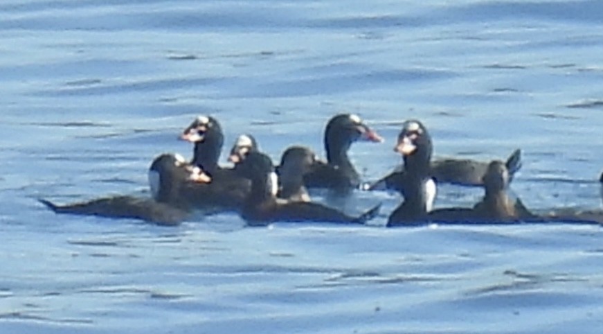 anatidé sp. (canard sp.) - ML646808838