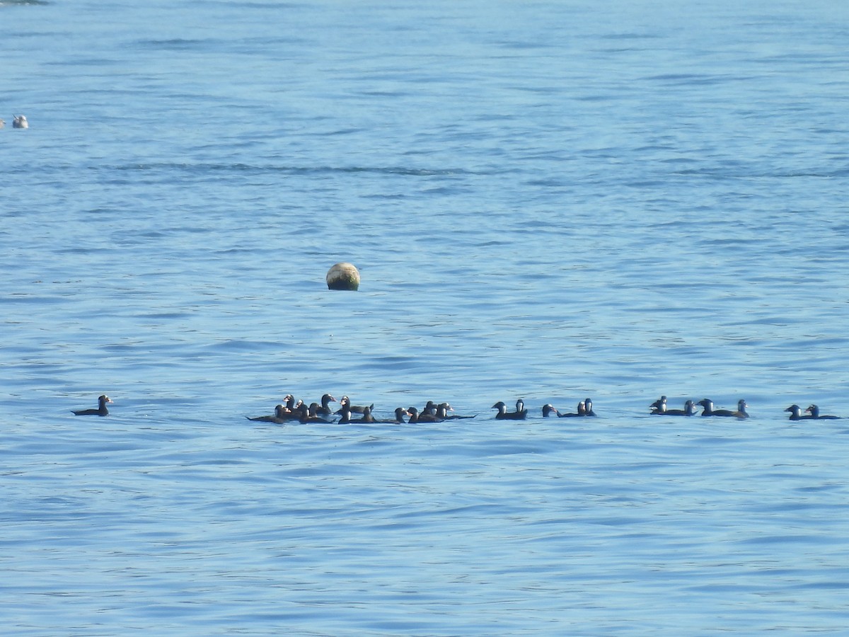 anatidé sp. (canard sp.) - ML646808839