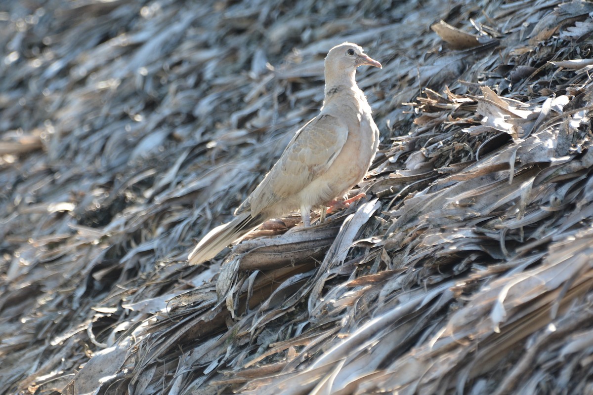 Eurasian Collared-Dove - ML646808840