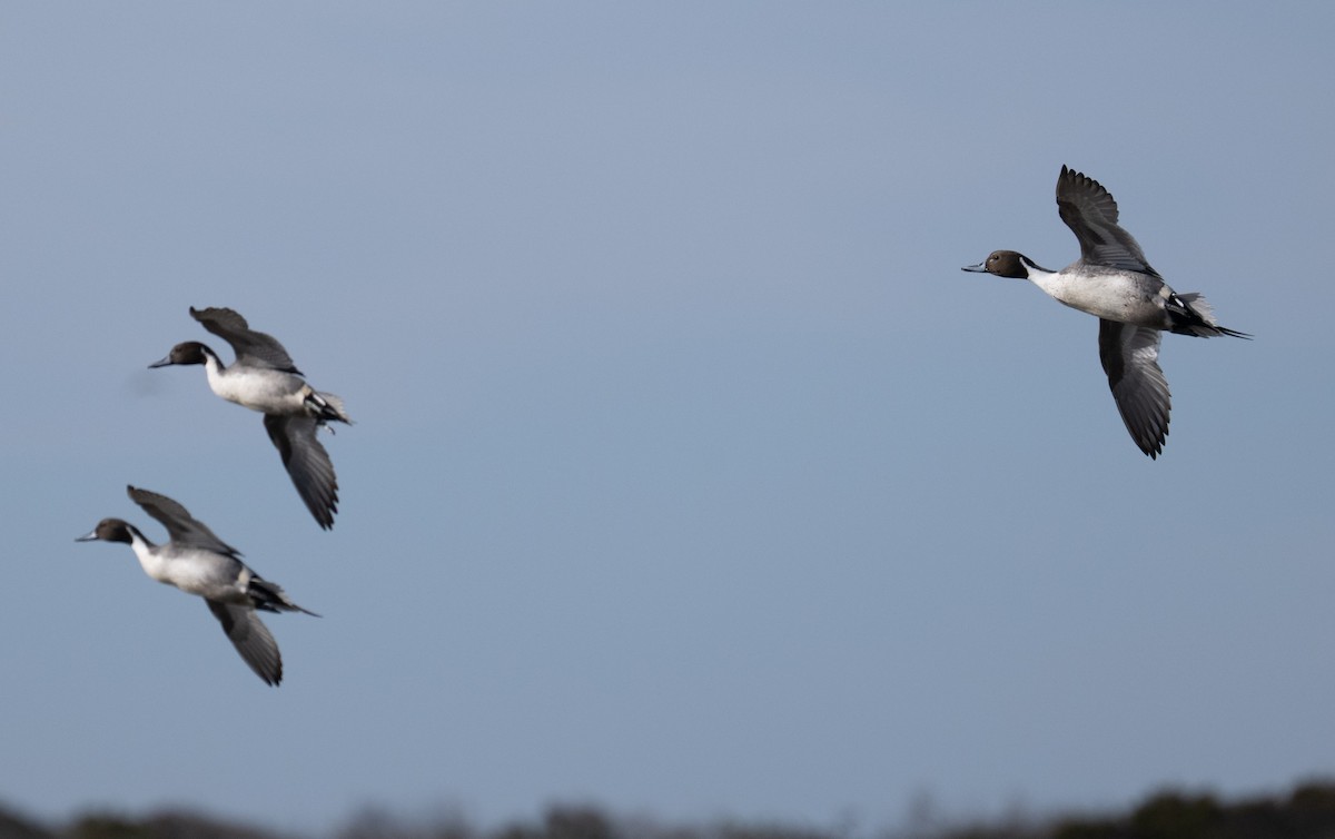 Northern Pintail - ML646808841