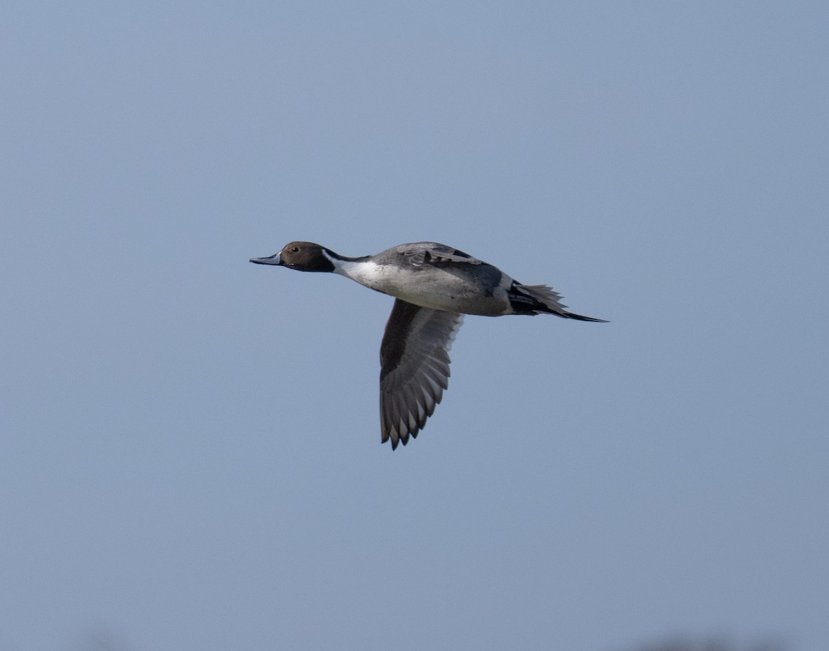 Northern Pintail - ML646808842
