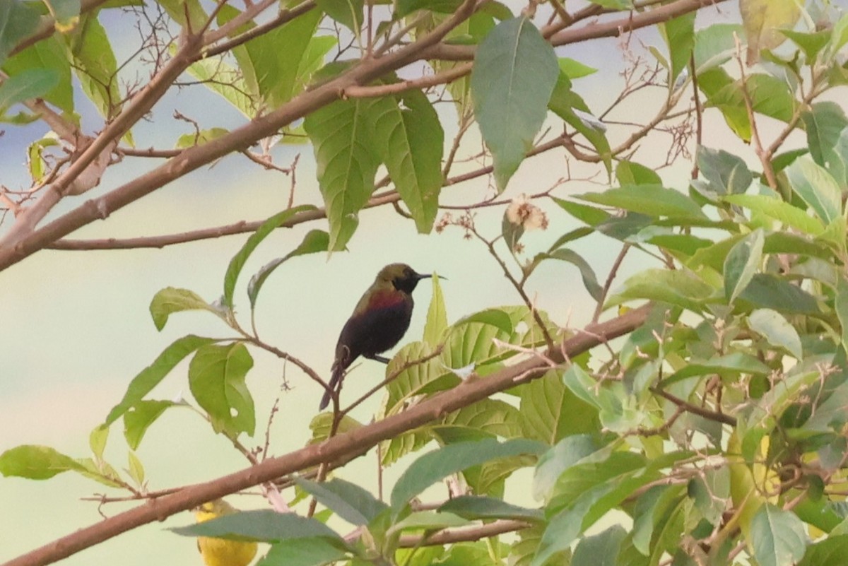 Copper Sunbird - ML646808844