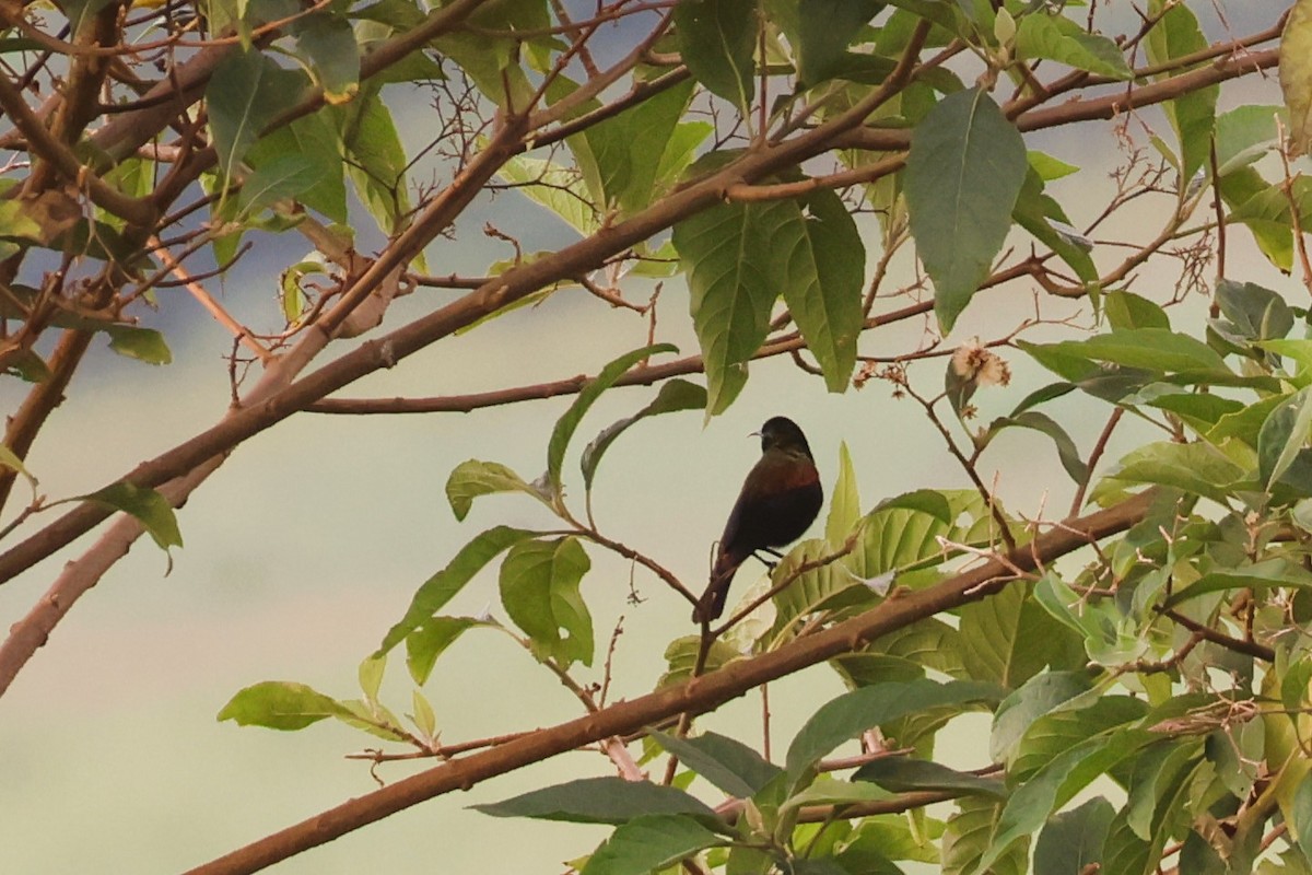 Copper Sunbird - ML646808845