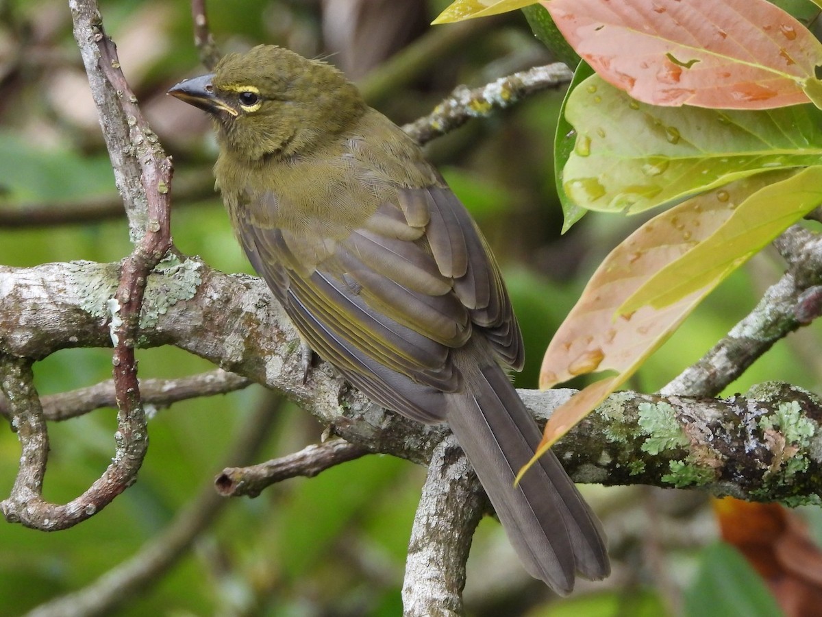 Lemon-spectacled Tanager - ML646808847