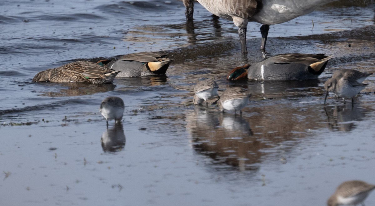 Green-winged Teal - ML646808849