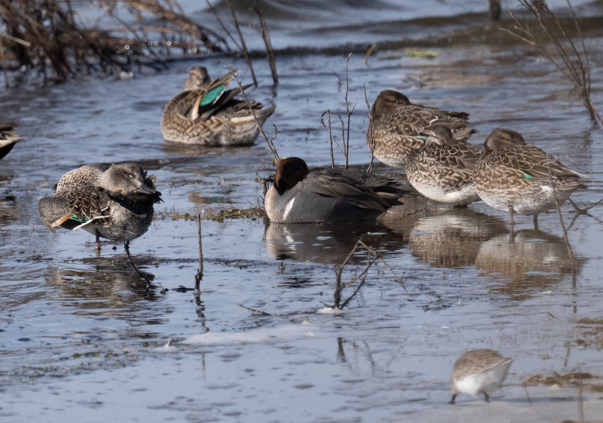 Green-winged Teal - ML646808850