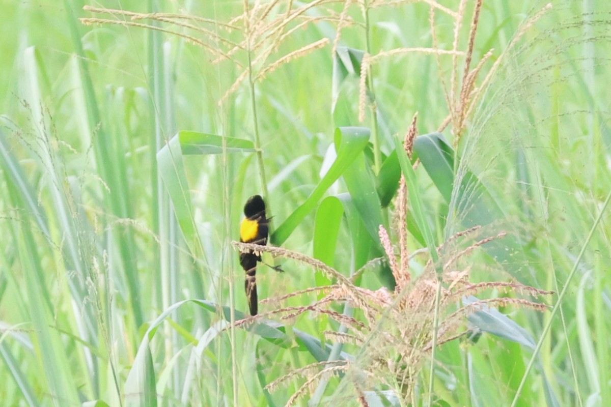 Yellow-mantled Widowbird (Yellow-mantled) - ML646808851