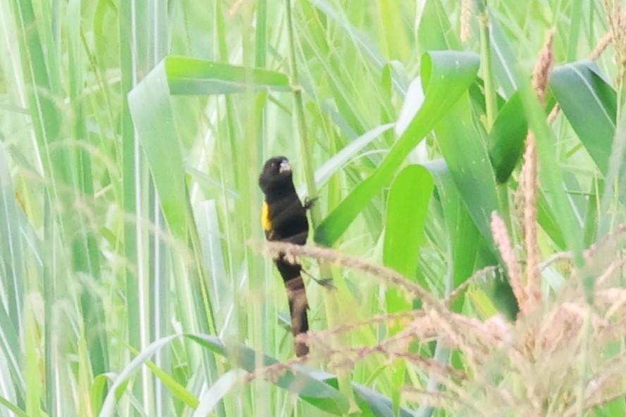 Yellow-mantled Widowbird (Yellow-mantled) - ML646808852