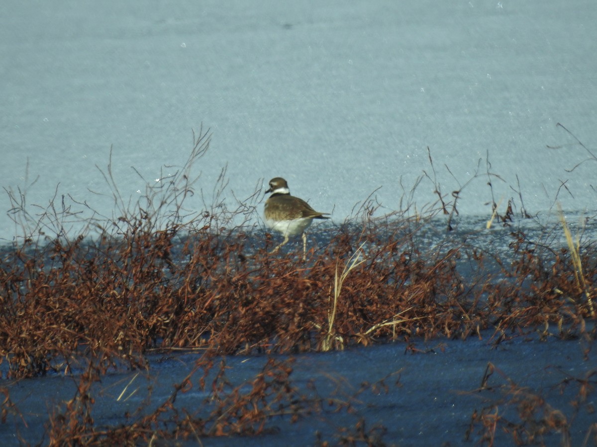 Killdeer - ML646808855