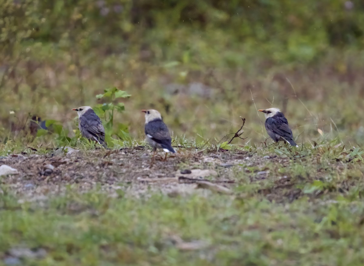 Burmese Myna - ML646808856