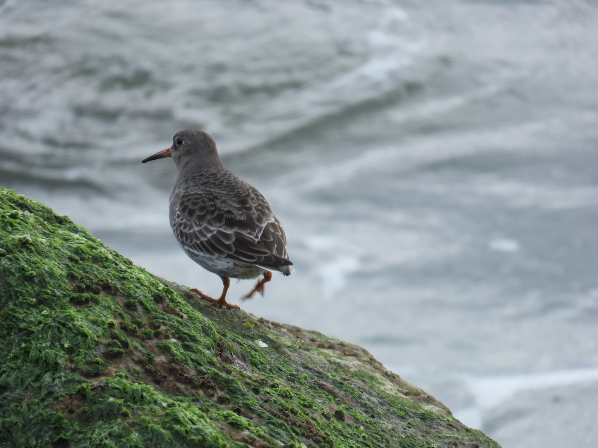 Purple Sandpiper - ML646808857