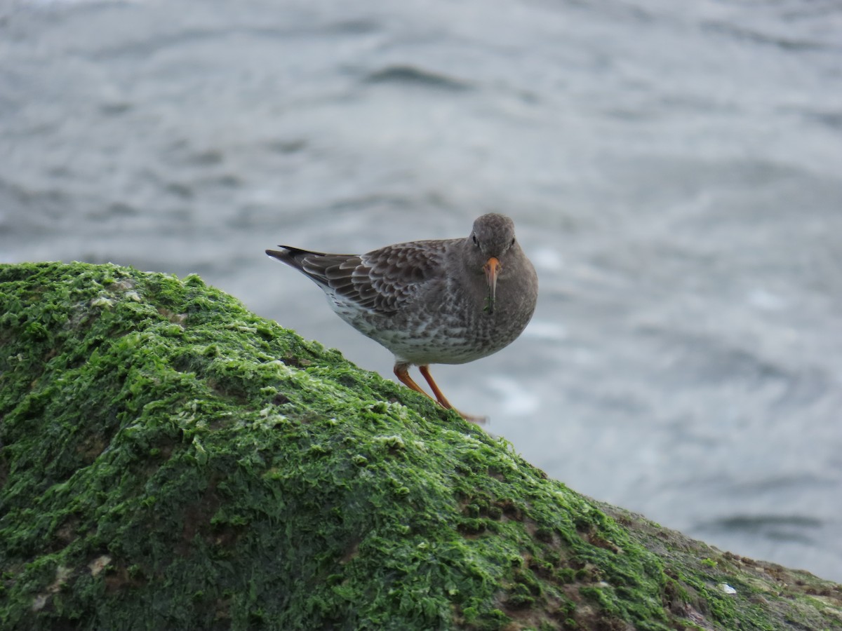 Purple Sandpiper - ML646808858