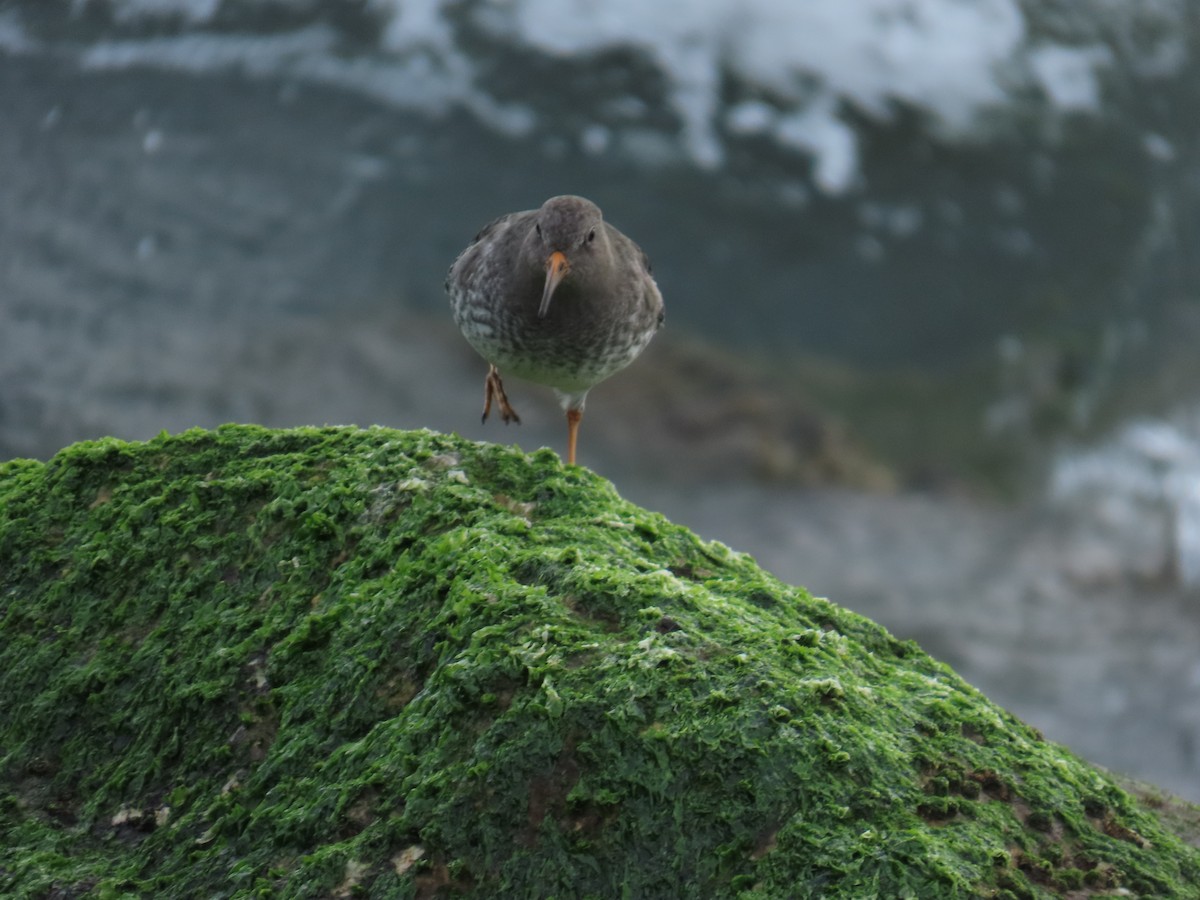 Purple Sandpiper - ML646808859