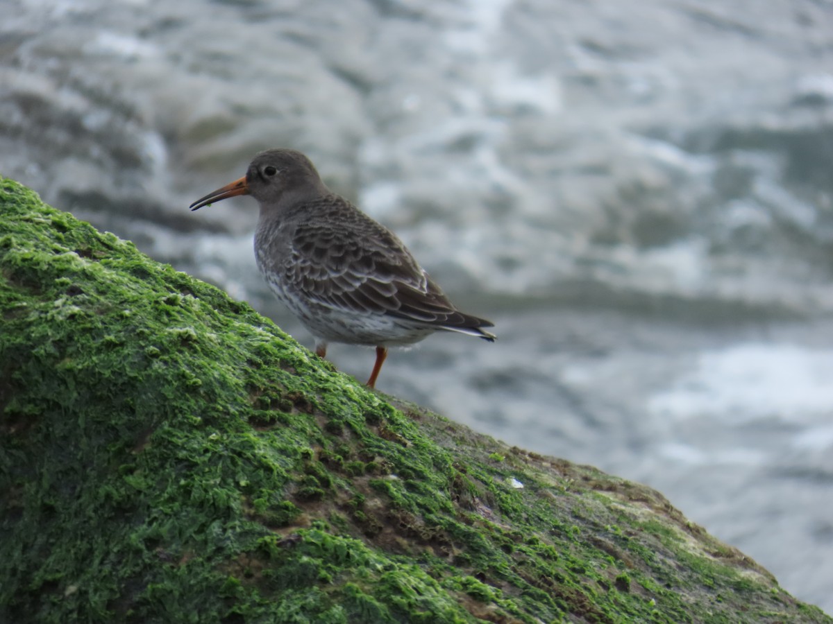 Purple Sandpiper - ML646808860