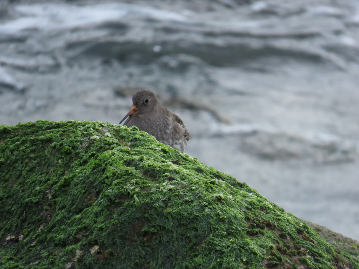 Purple Sandpiper - ML646808861
