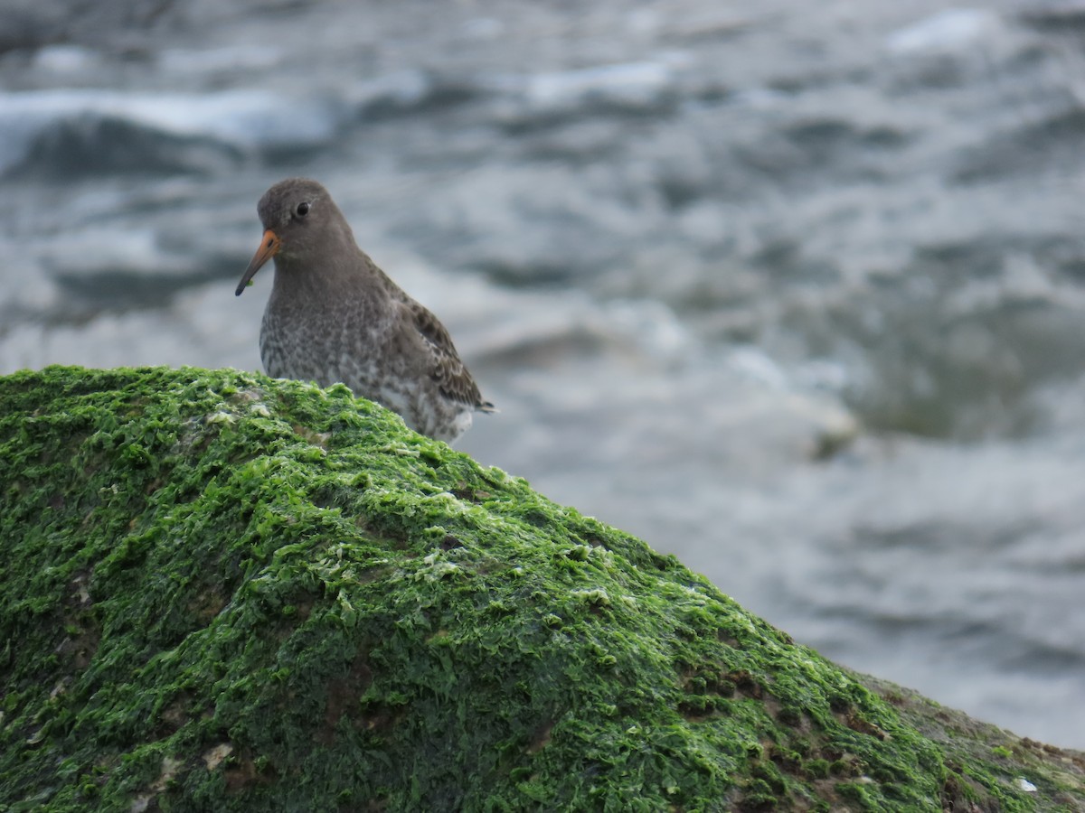 Purple Sandpiper - ML646808862